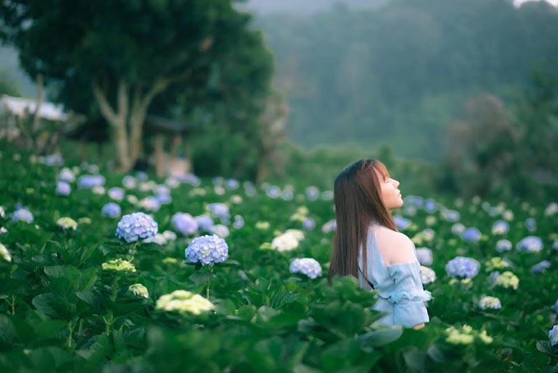 ทุ่งดอกไฮเดรนเยีย