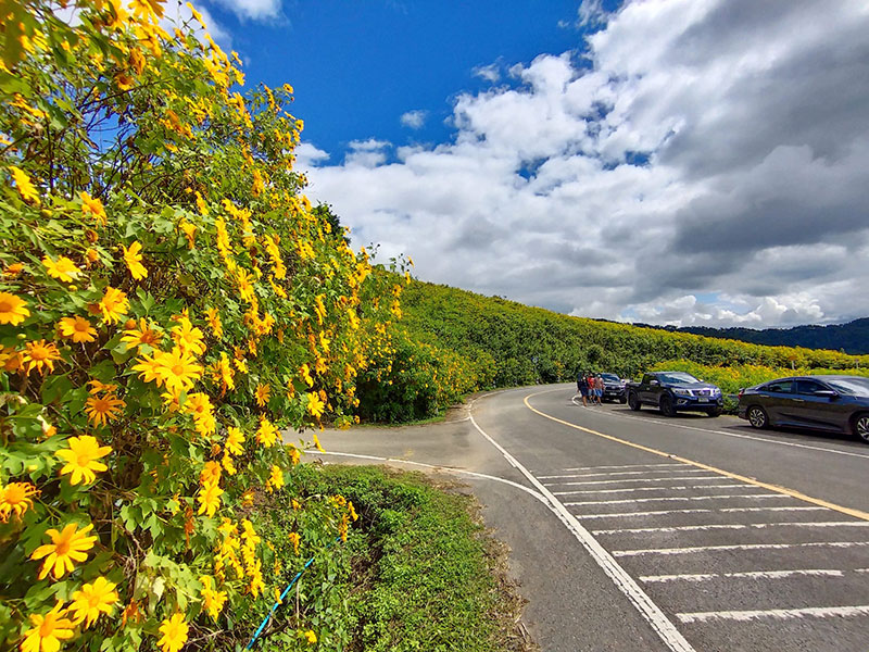 ทุ่งดอกบัวตอง 2564