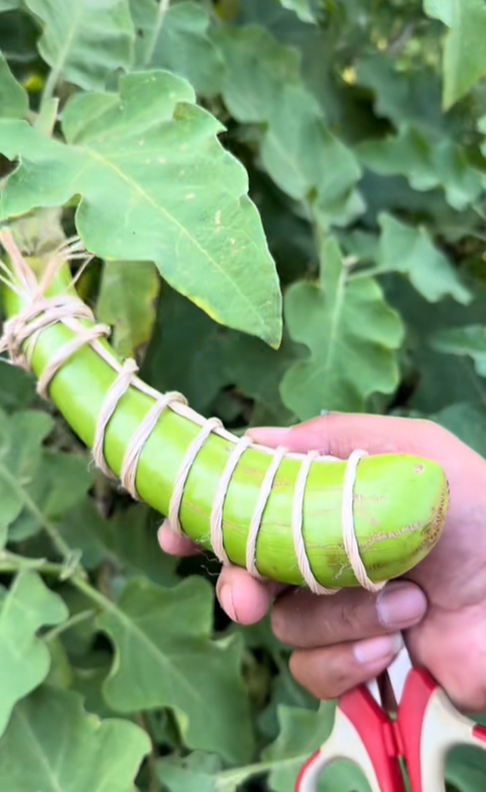 มะเขือยาว