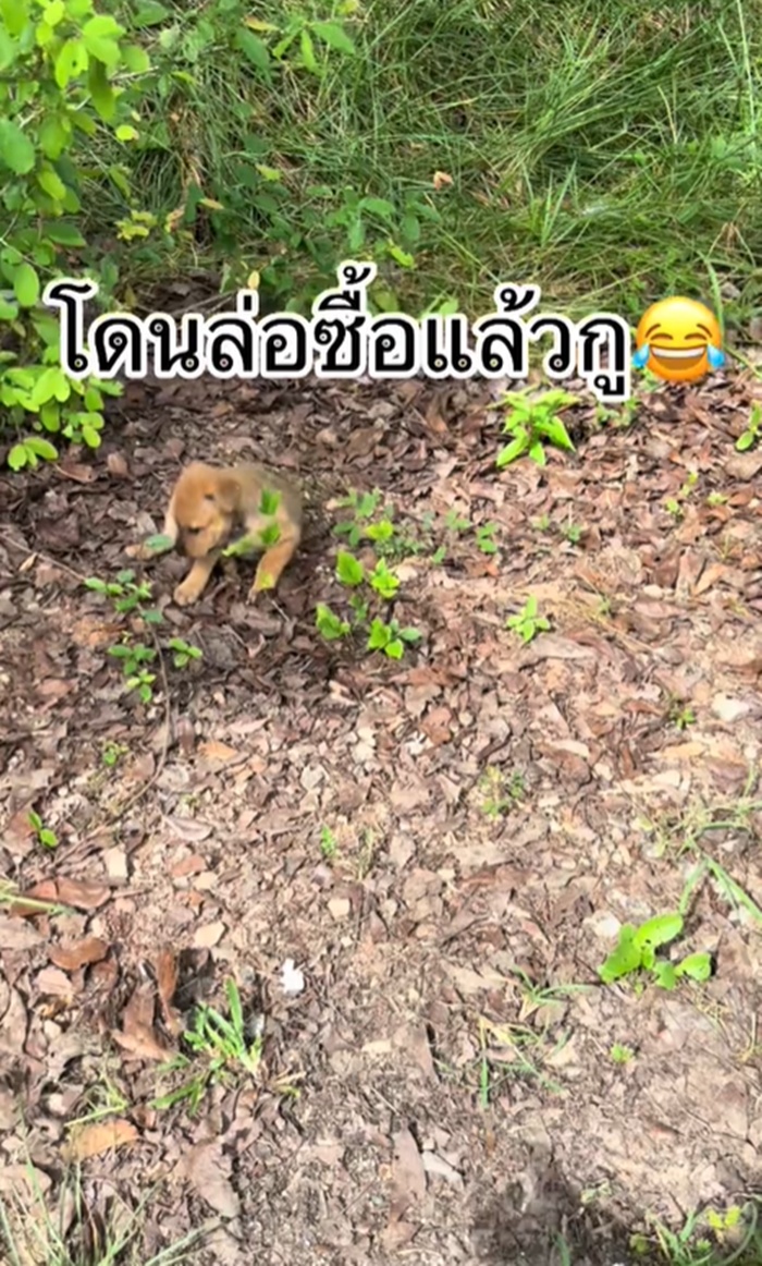 ลูกหมา