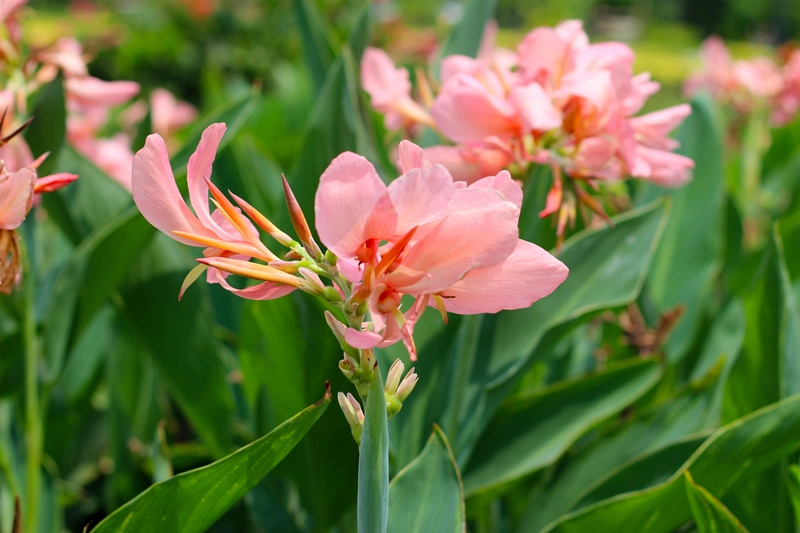 พุทธรักษา Apricot Dream