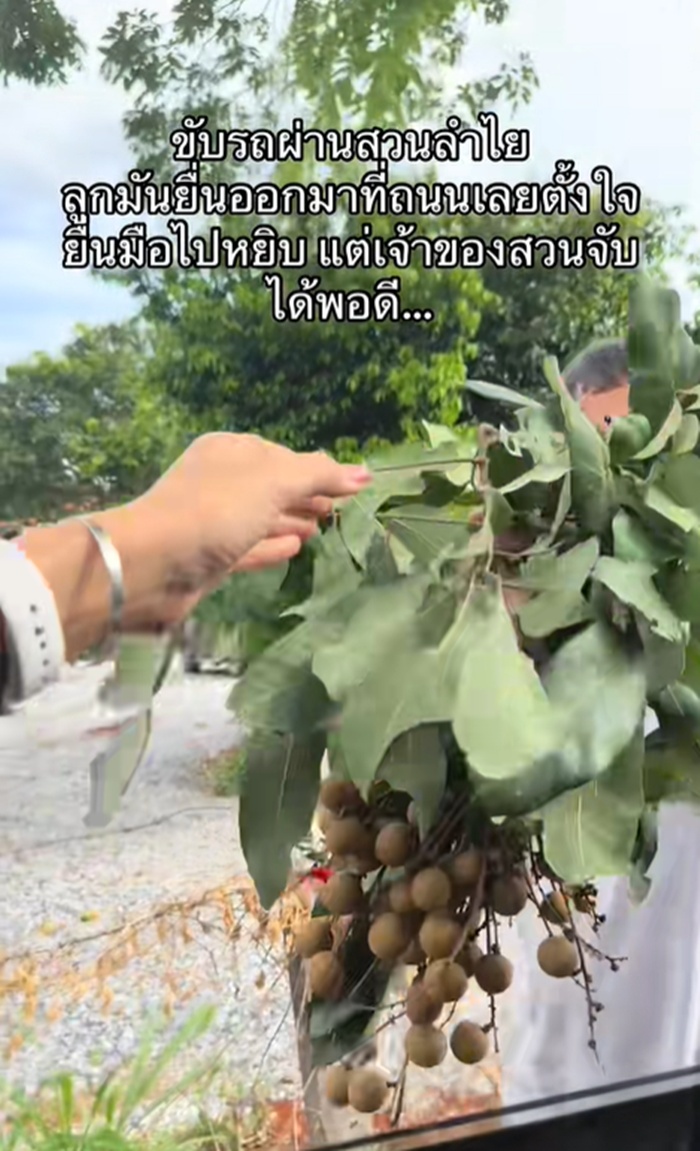 เก็บลำไย