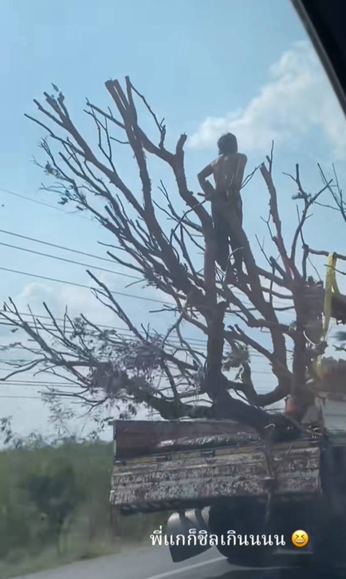 รถขนไม้