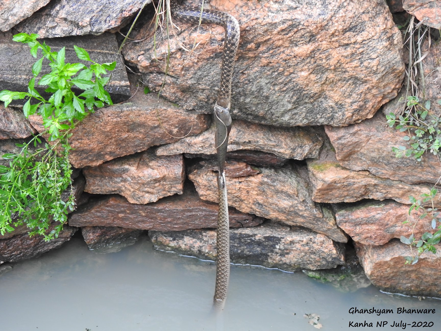 งูเขมือบปลา