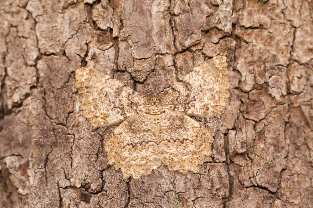 สัตว์นักพรางตัว