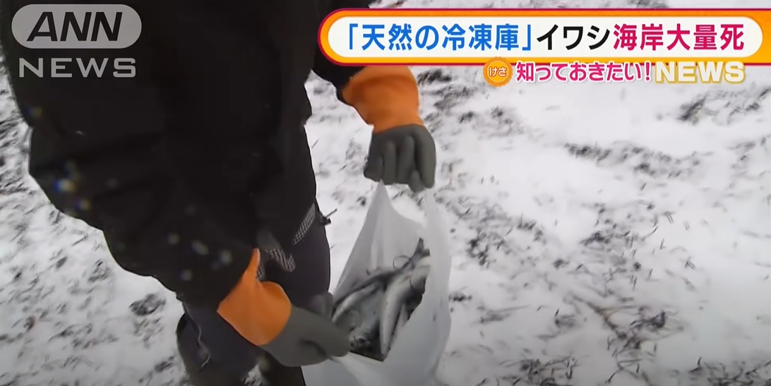 ปลาซาร์ดีน