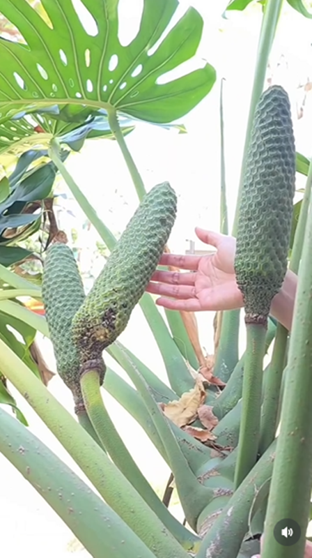 จอย รินลณี รีวิวกินผลมอนสเตอร่า