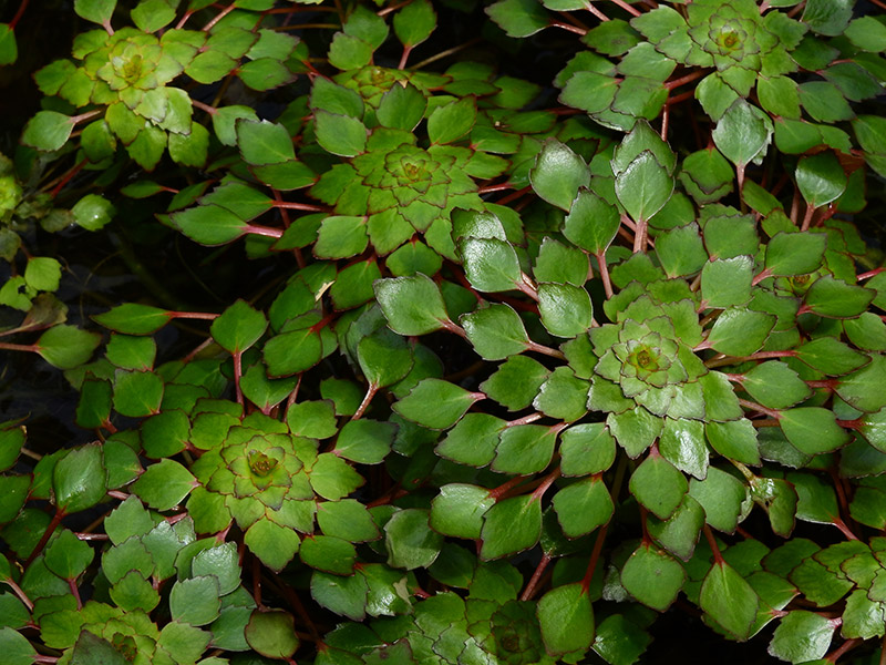 ต้นกระจับ