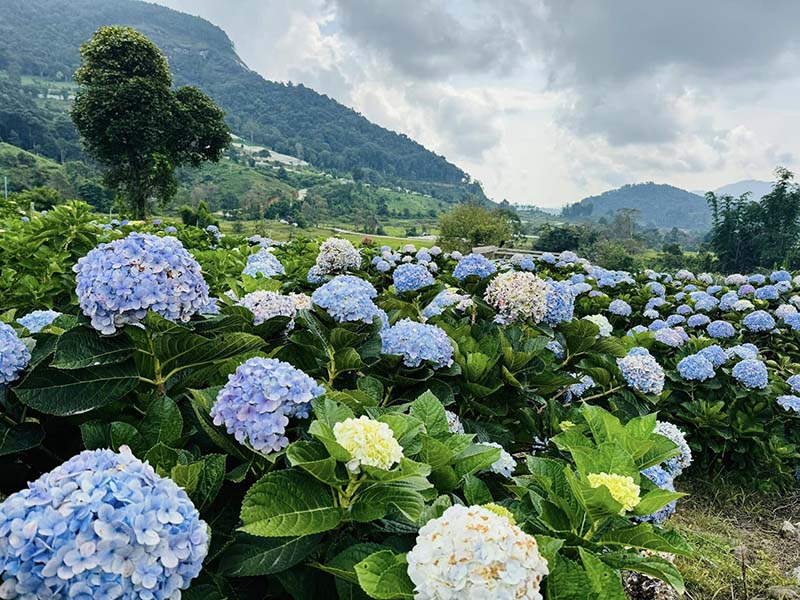 ทุ่งไฮเดรนเยียอินทนนท์ สวนคุณทองดี