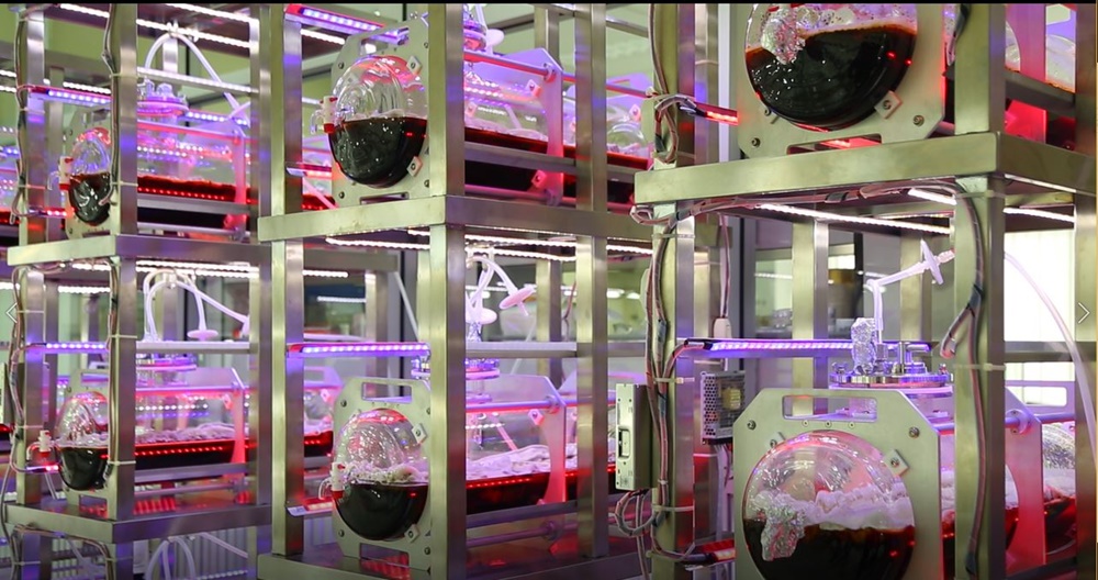 ถั่งเช่า