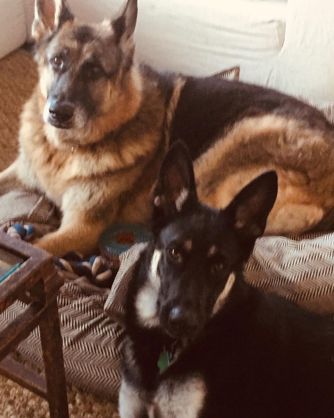 สุนัขหมายเลขหนึ่ง