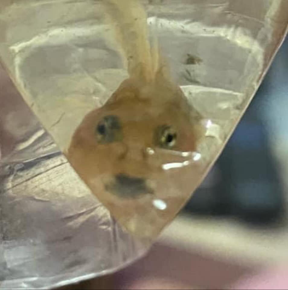 ลูกอ๊อด