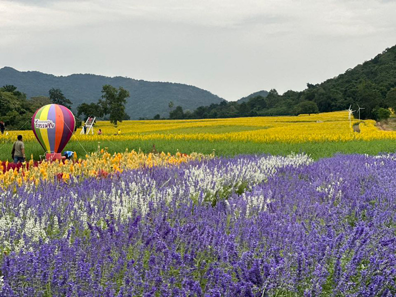 ทุ่งดอกปอเทืองไร่ธรรมชัย 2568 ตากฟ้า นครสวรรค์