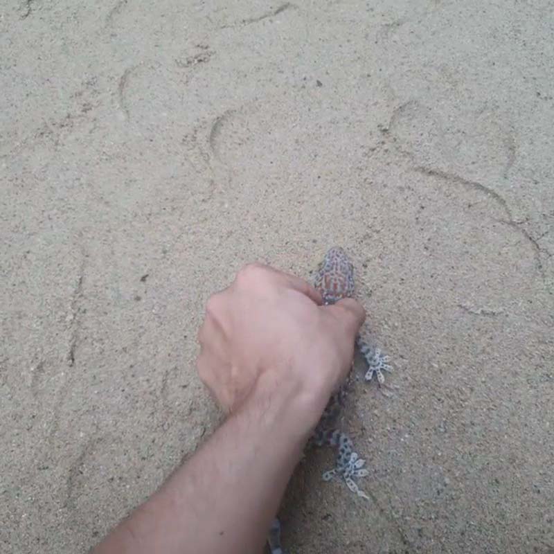 แน็ก ชาลี