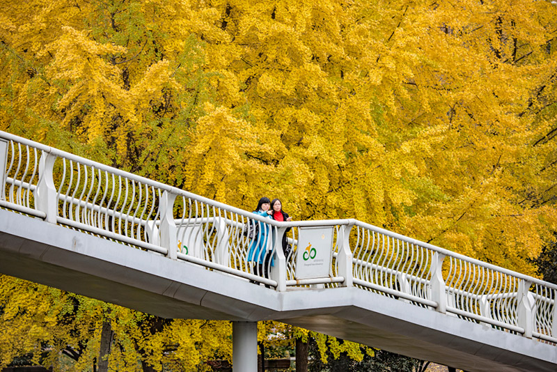 สถานที่ชมต้นแปะก๊วย