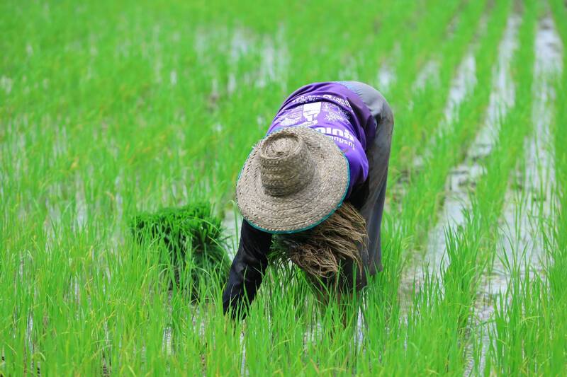 ทิวหมาก บ้านผาเบียด ชัยภูมิ