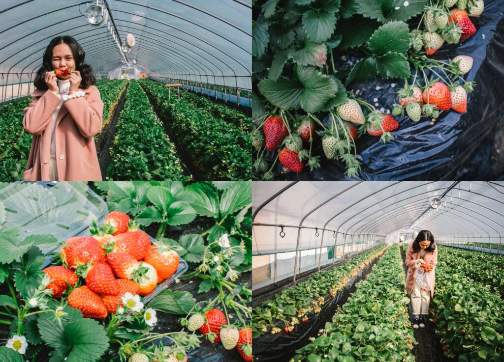 เที่ยวเกาหลี