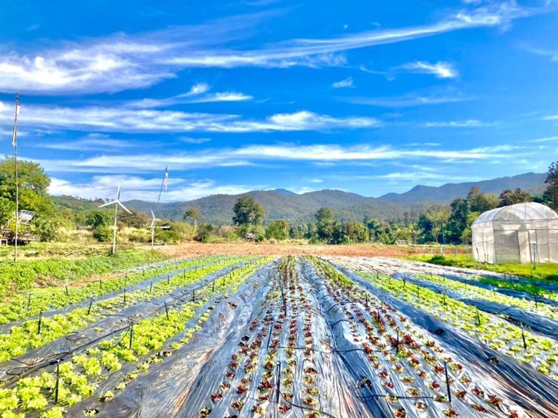 บัวขาว วิลเลจ แปลงปลูกผัก