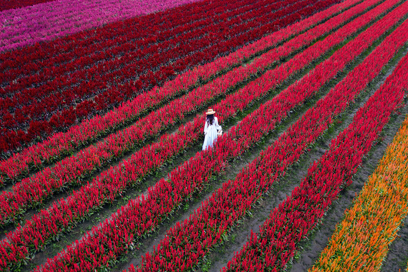 ทุ่งดอกไม้สีแดง เชียงใหม่