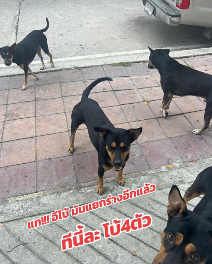 เล่นกับหมา
