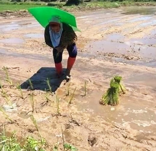 ฟิวเจอร์บอร์ดกันแดด