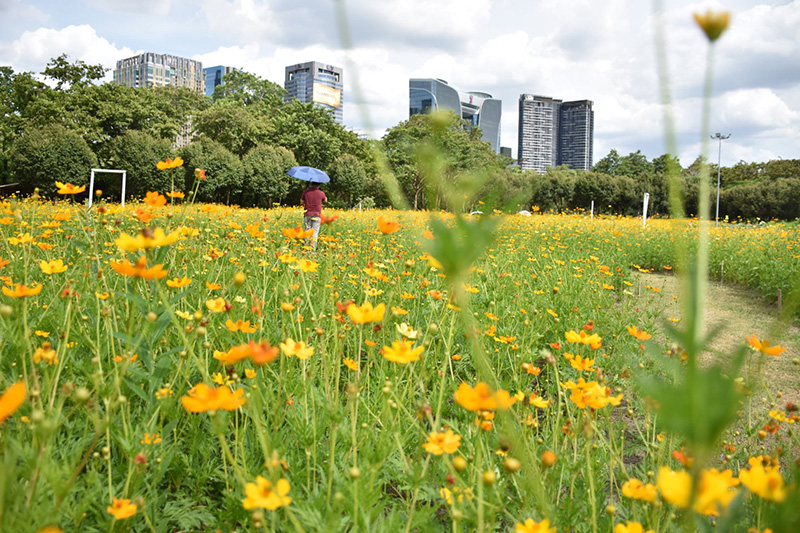 ทุ่งคอสมอส สวนรถไฟ