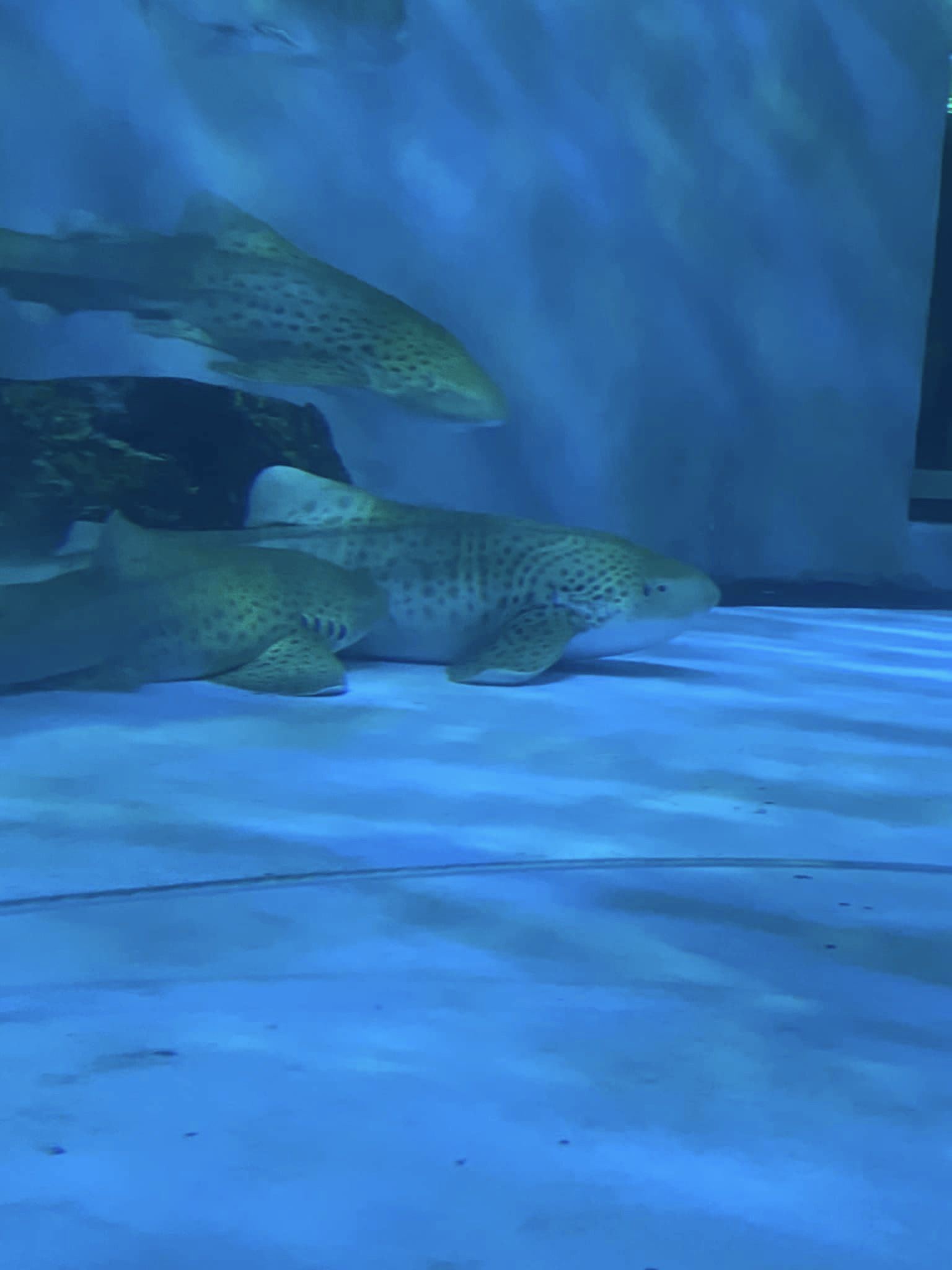 งับครีบ