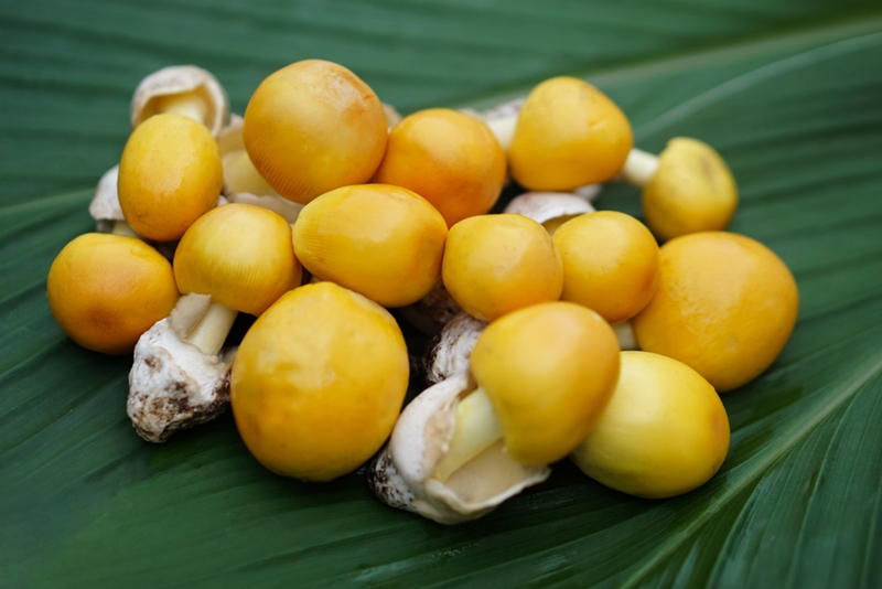 เห็ดระโงก
