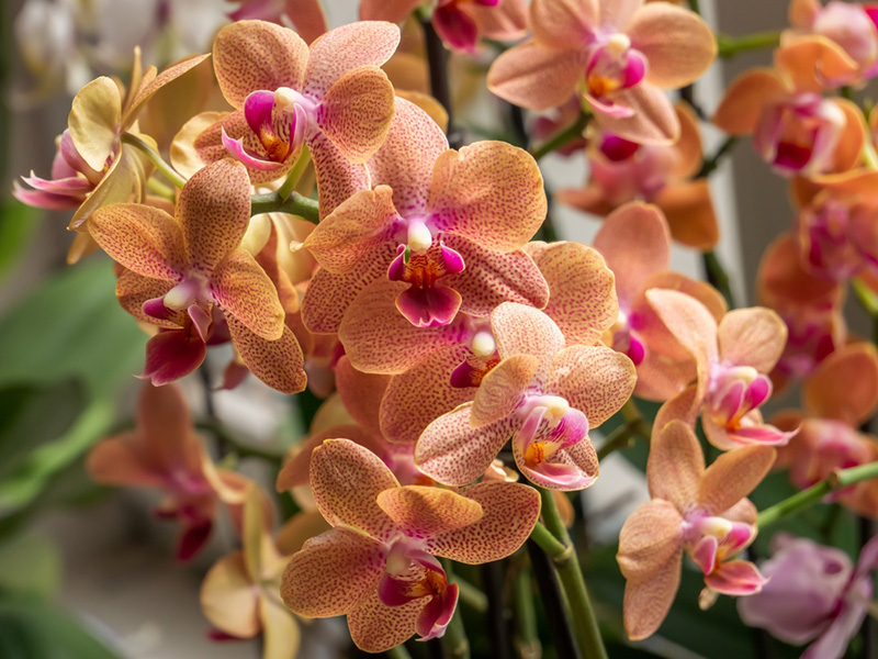 ราศีกุมภ์ ดอกไม้ประจำ 12 ราศี