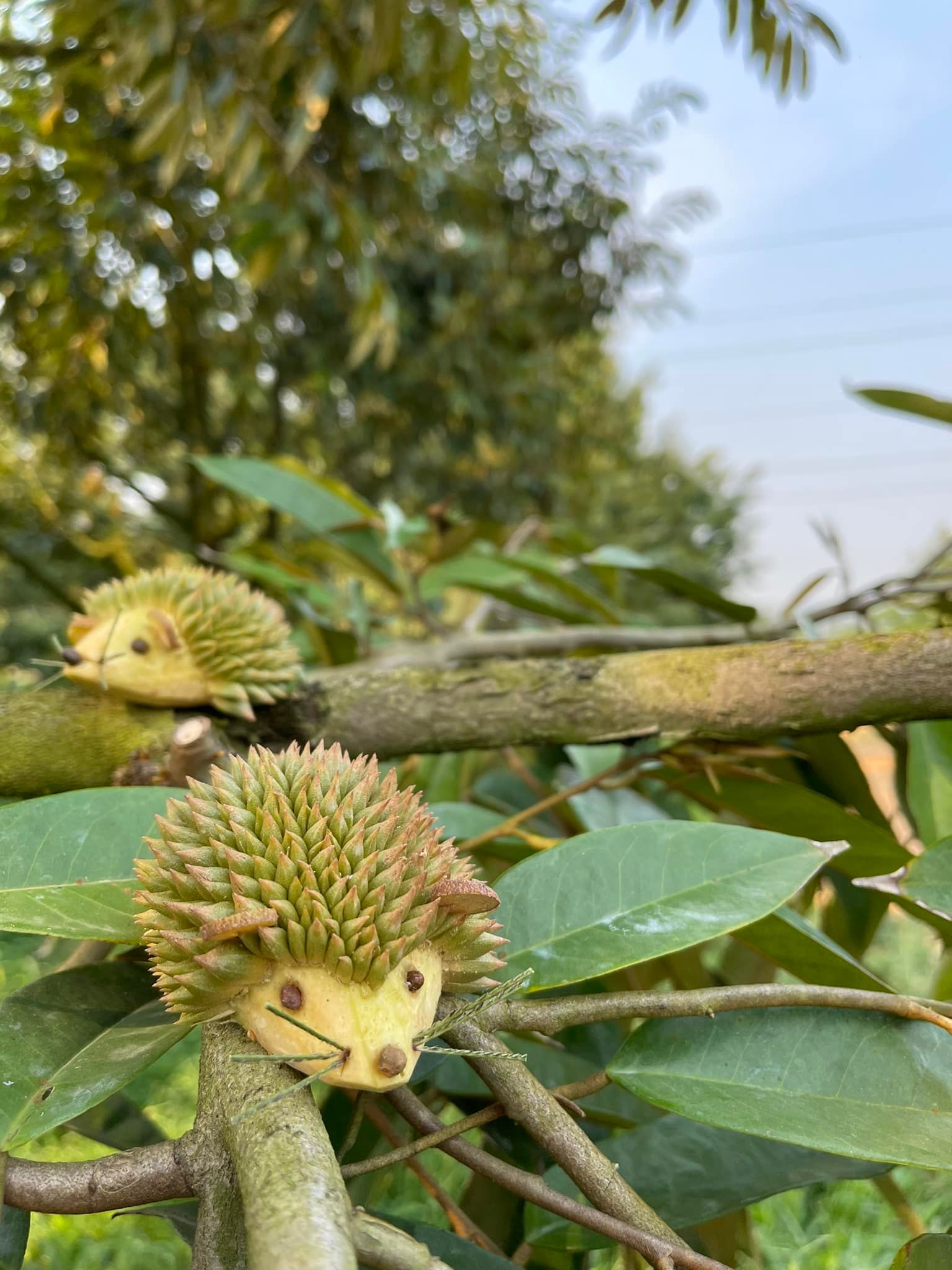 แกะสลักทุเรียน