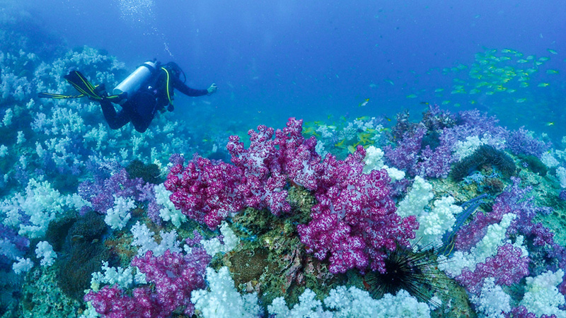 ปะการังที่กองหินขาว เกาะบุโหลน จ.สตูล