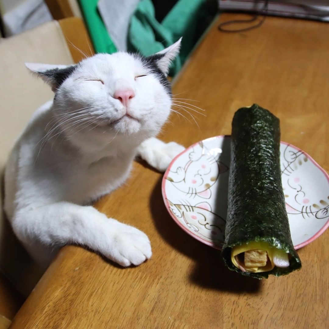 แมวหิว