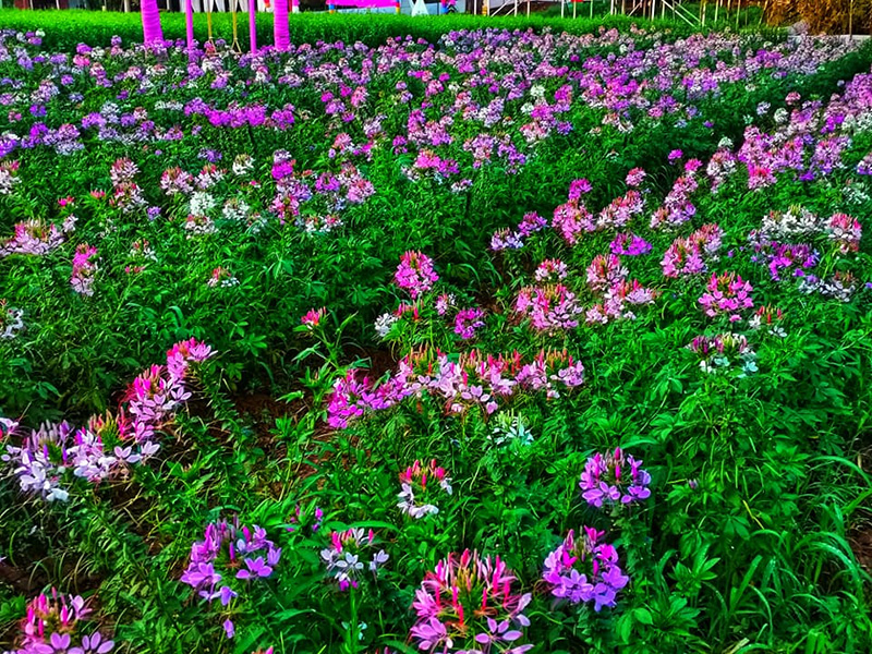 คัลเลอร์แลนด์ อุตรดิตถ์