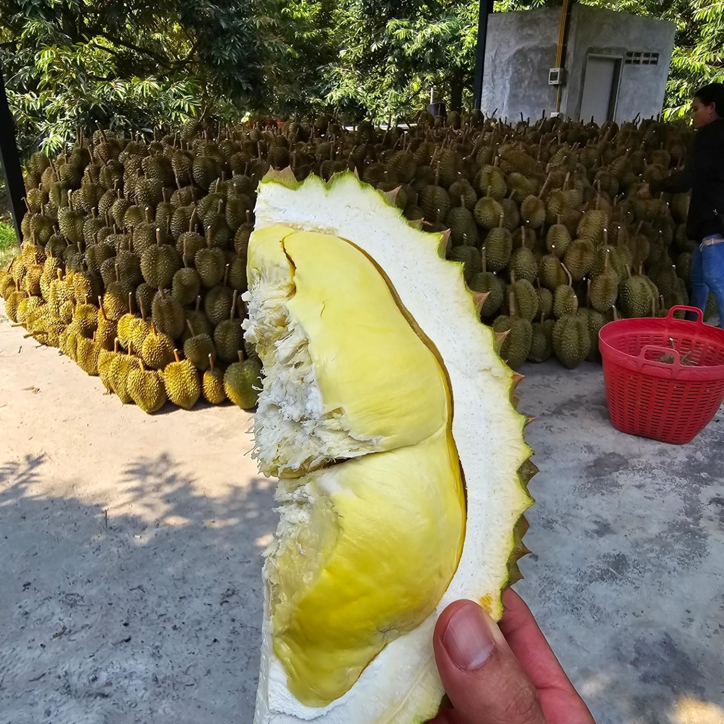 ชลิต เฟื่องอารมย์