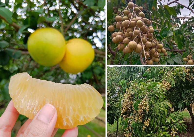 โรงแรมอวตาร มิราเคิลส์  