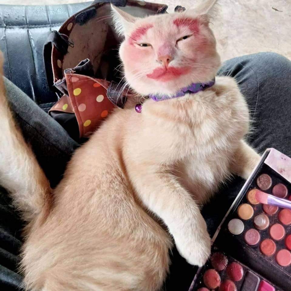 แต่งหน้าแมว