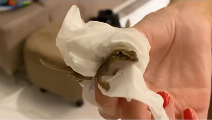 เจ เจตริน ครอบครัว