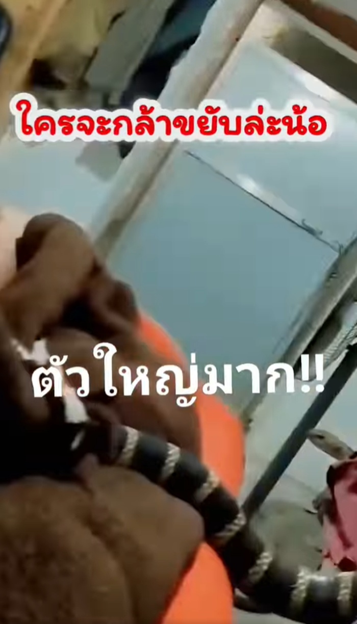 งูจงอาง