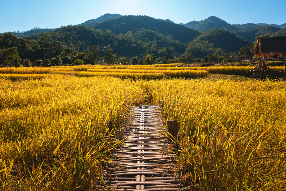สะพานโขกู้โส่ สะพานบุญแห่งศรัทธาในอำเภอปาย สร้างเชื่อมระหว่างหมู่บ้านแพมบกและวัดห้วยคายคีรี เพื่อให้พระสงฆ์ข้ามไปบิณฑบาตในตอนเช้า