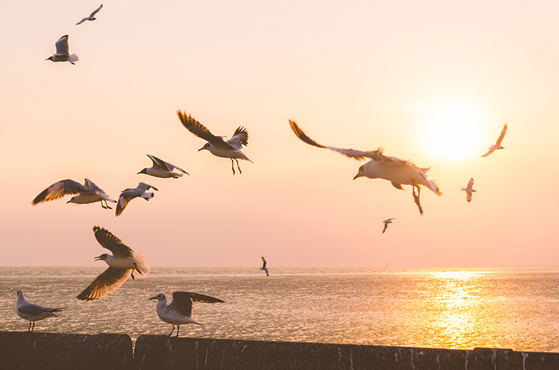 นกนางนวล