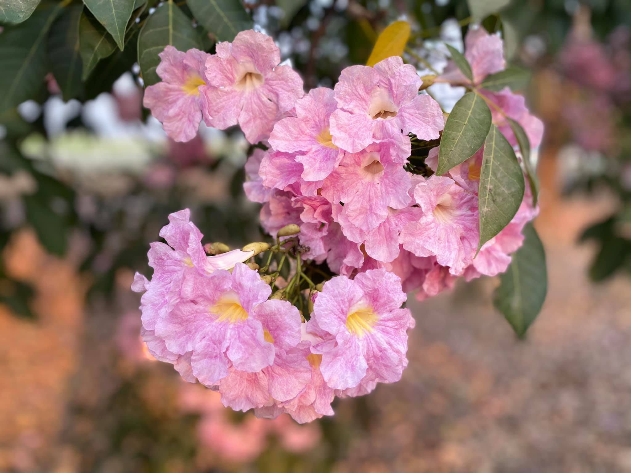 ชมพูพันธุ์ทิพย์ 2564 กำแพงแสน