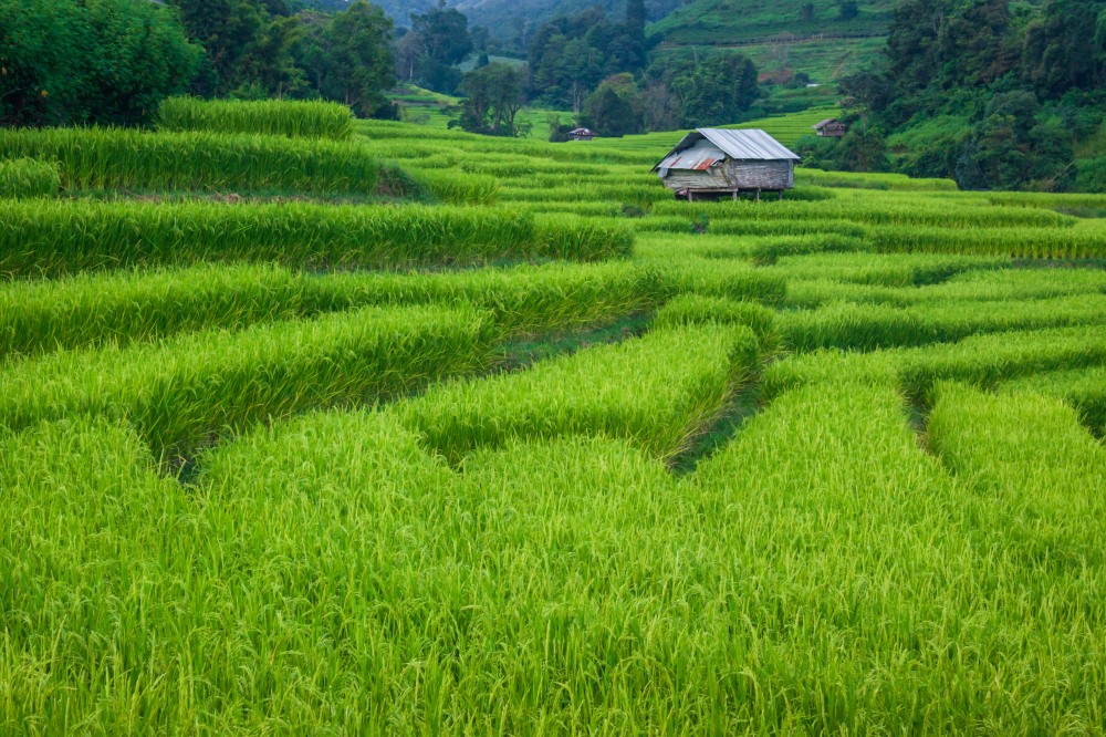 นาขั้นบันได บ้านขุนแปะ จังหวัดเชียงใหม่