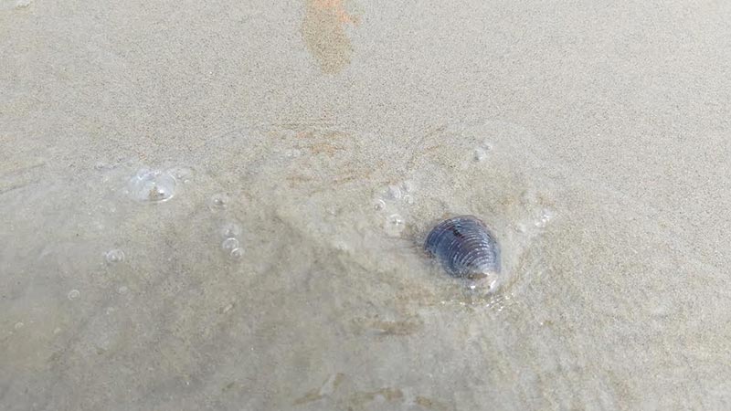 หาดทรายกลางแม่น้ำเจ้าพระยา