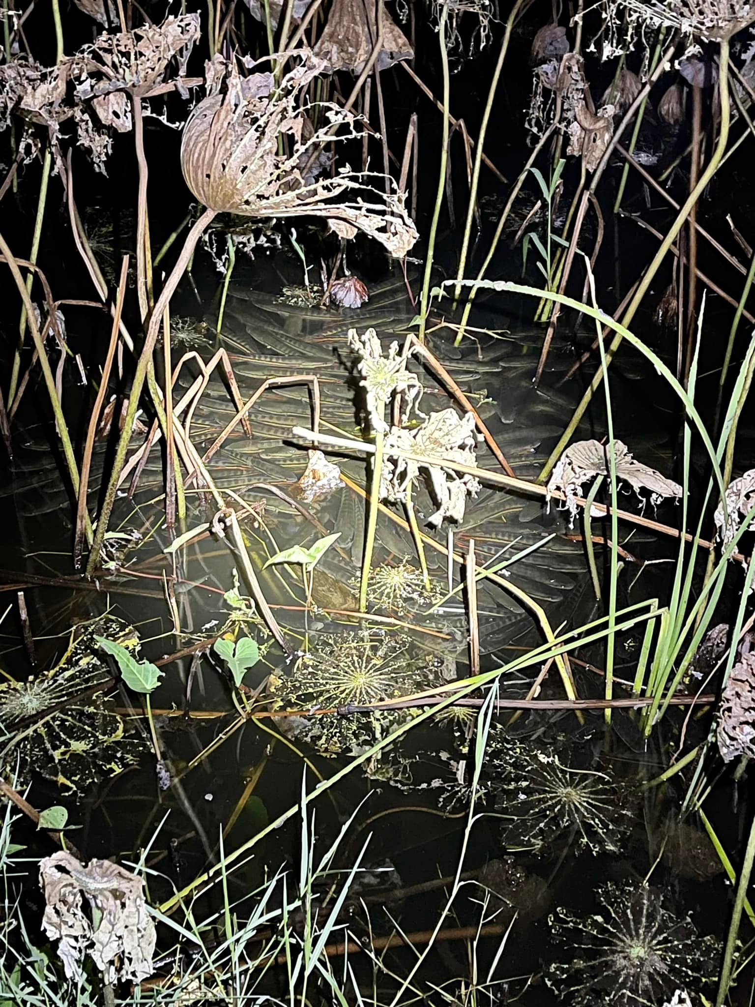 ปล่อยปลา