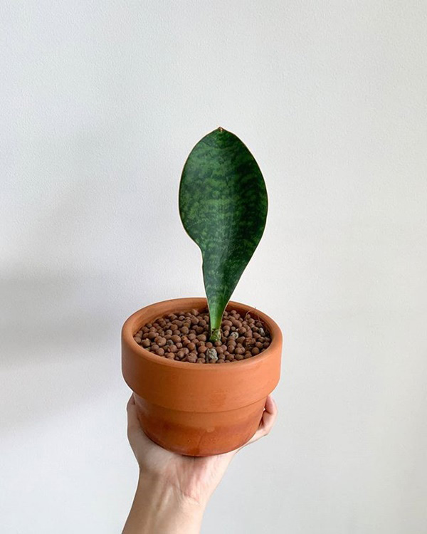 Sansevieria Whalefin