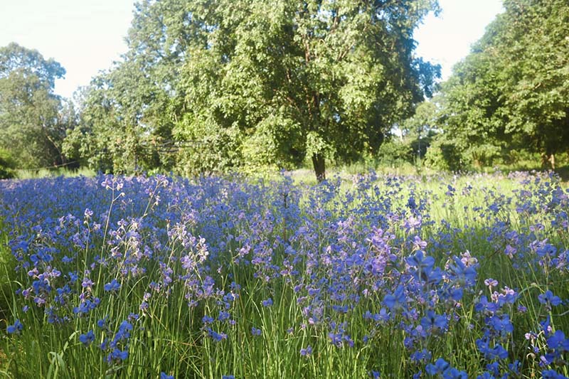 ดอกหงอนนาค ไร่ศักดิ์สุภา บรรยากาศ