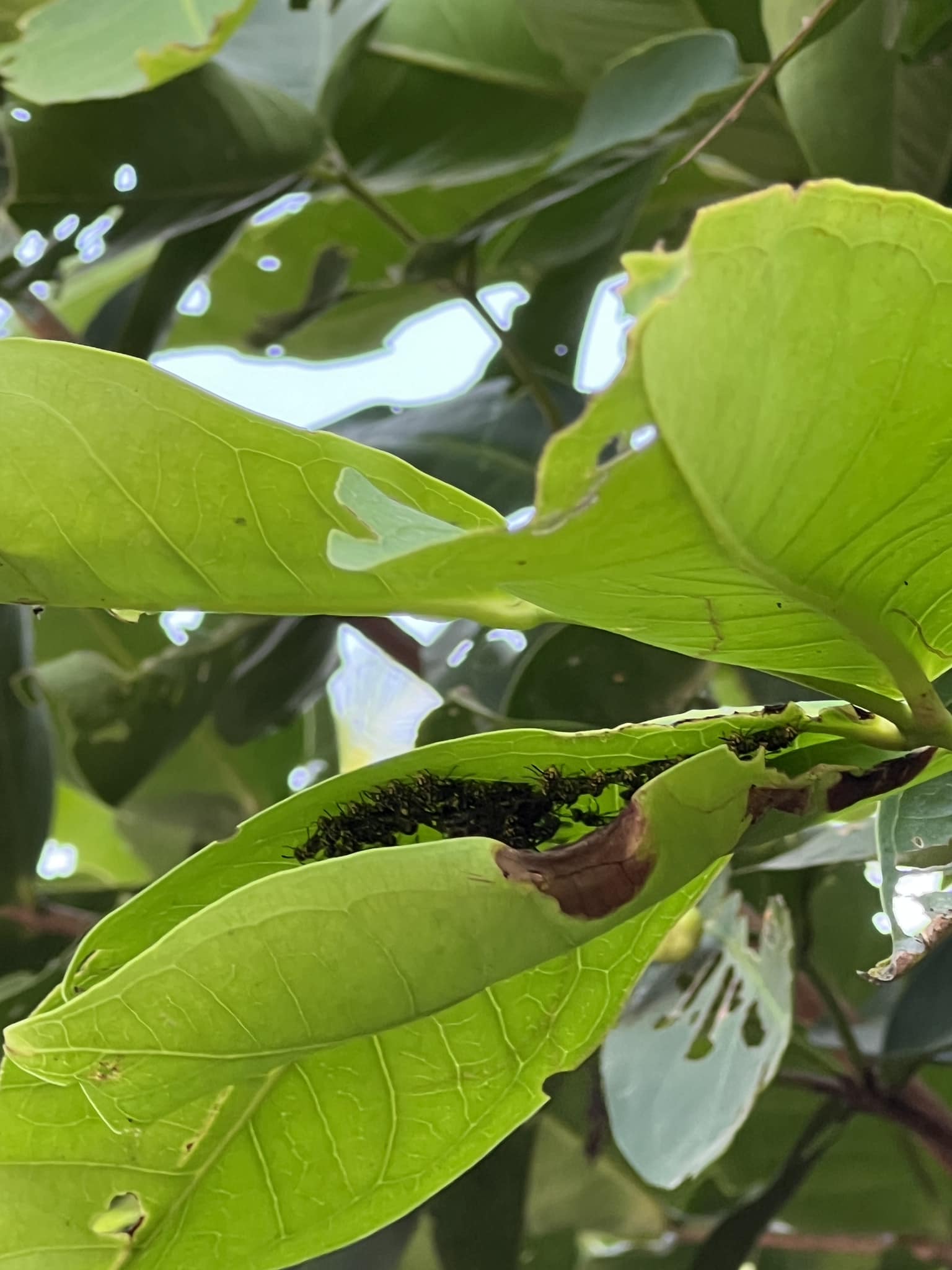 เก็บชมพู่