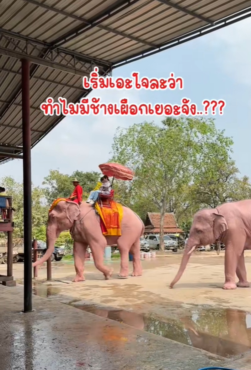 ช้างเผือก