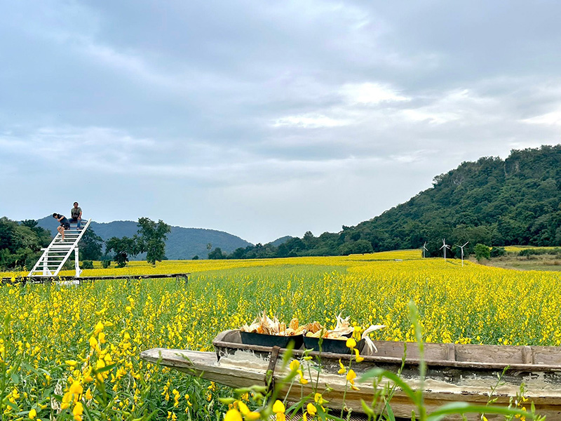 ทุ่งดอกปอเทืองไร่ธรรมชัย 2568 ตากฟ้า นครสวรรค์