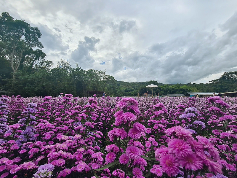 ไร่กลิ่นเกสร เชียงใหม่